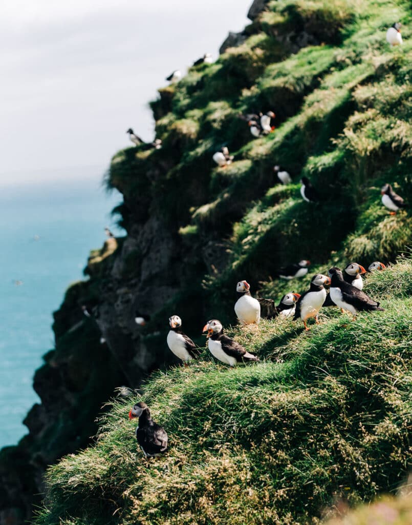 Puffin Tours in Iceland – Iceland Travel Collections